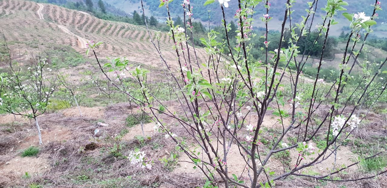 New apple plantation in Sangti Valley near Dolma Homestay